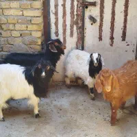 بزغاله ماده 5عدد سالم قیمت مناسب