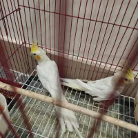 عروس هلندی|پرنده|مرند, |دیوار