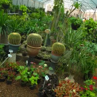 کار دائم در گلخانه