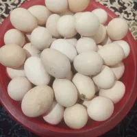 تخم مرغ محلی