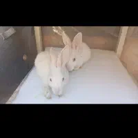 خرگوش های سفید چشم قرمز