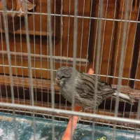 قناری کلاستر|پرنده|شهرکرد, |دیوار