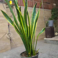 فروش چند گلدان طبیعی و سالم|گل و گیاه طبیعی|قم, باجک سه|دیوار