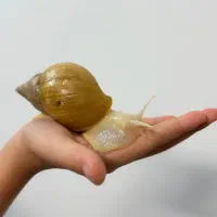 حلزون آلبینا