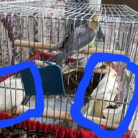 عروس هلندی سالم