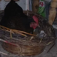 مرغ تخم گذار