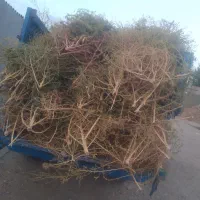 جارو(سیپیرگه)