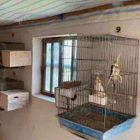 فروش انواع عروس هلندی|پرنده|کتالم و سادات شهر, |دیوار