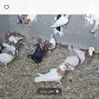 چند تا کفتر رنگه نر مال نیشابور