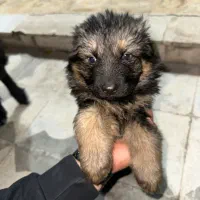 ژرمن شولاین نر کینگ سایز|سگ|شیراز, بعثت|دیوار