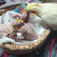 جوجه عروس لوتینو ۳عدد فوری|پرنده|مشهد, کوی المهدی|دیوار