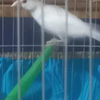 فنج نرگسی|پرنده|شهر ری, سیزده آبان|دیوار