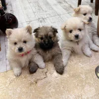 واگذاری سگ مالتیز