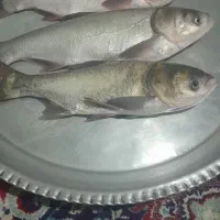 پخش ماهی زنده ارسال رایگان کیلوی ۱۶۰|ماهی|دورود, |دیوار