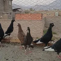 زاغ پلنگ کرمونی گوئک|پرنده|راور, |دیوار