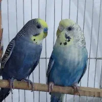 یک جفت مرغ عشق سالم وسرحال