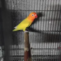 کتوله باتخم|پرنده|آران و بیدگل, |دیوار