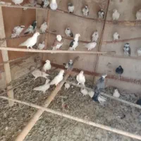 کبوتر معاوضه وفروش تکی|پرنده|بندر کنگان, |دیوار