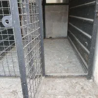 جفت کن کبوتر وقفس حیوان نگهبان