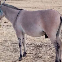 قاطر پنج سال سواری باری درجه یک