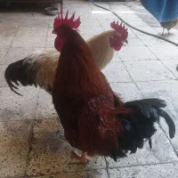 دوعددخروس بزرگ