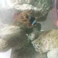 دلقک تومیتو،فایل فیش،کلارکی و پروانه آنتن دار|ماهی|بندرعباس, |دیوار