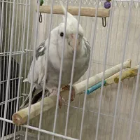 عروس هلندی آلبینو