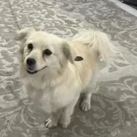 سگ پامر اشپیدز.