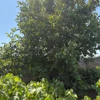 ۲۸۴متر باغ چهار دیواری(خوش قیمت) درختان ۴۰ساله