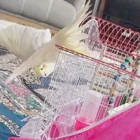 عروس هلندی لوتینو