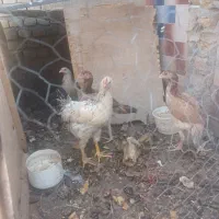 ۴عددمرغ خروس ولاری