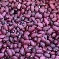 لوبیا قرمز ایرانی