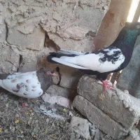 یک جفت سینه و یک جفت چپ و ساده