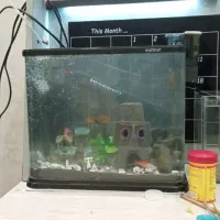 دکور ماهی اکورایوم