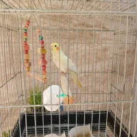 عروس هلندی باقفس