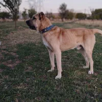 سگ سرابی|سگ|بیرانوند, |دیوار