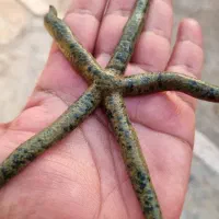 Ab sh orشقایق موکتی و کلارکی ابشورmm|ماهی|تهران, جوادیه تهرانپارس|دیوار