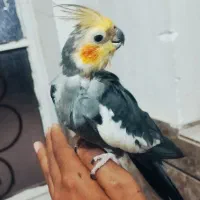 جفت عروس هلندی شرط مولد نر دستی ۳تا تخم هم دارن|پرنده|شوش, |دیوار