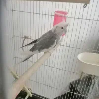 یک جفت عروس هلندی نر وایت ماده سینامون