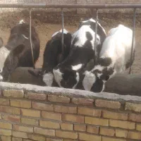 گاو آبستن و گوساله ماده