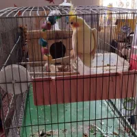 طوطی عروس|پرنده|رشت, هلال احمر|دیوار