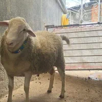 فروش گوسفند قوچ لاکروف چند قلو زای|حیوانات مزرعه|بابکان, |دیوار