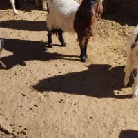 بزغاله ماده چاق|حیوانات مزرعه|مود, |دیوار