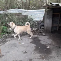 سرابی|سگ|رودبنه, |دیوار