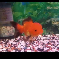 گلفیش با گرید عالی و رنگ درجه ۱|ماهی|تهران, باغ خزانه|دیوار