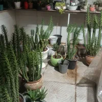 تعدادی کاکتوس