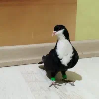 کبوتر پلاکی شازده گمشده