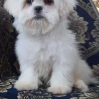 شیتزومالتیز عروسکی ۳ماهه نر|سگ|خرمآباد, |دیوار