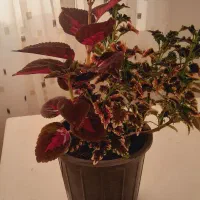 گلهای خانگی|گل و گیاه طبیعی|تبریز, |دیوار