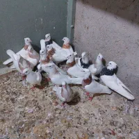 طوقی هفت رنگ